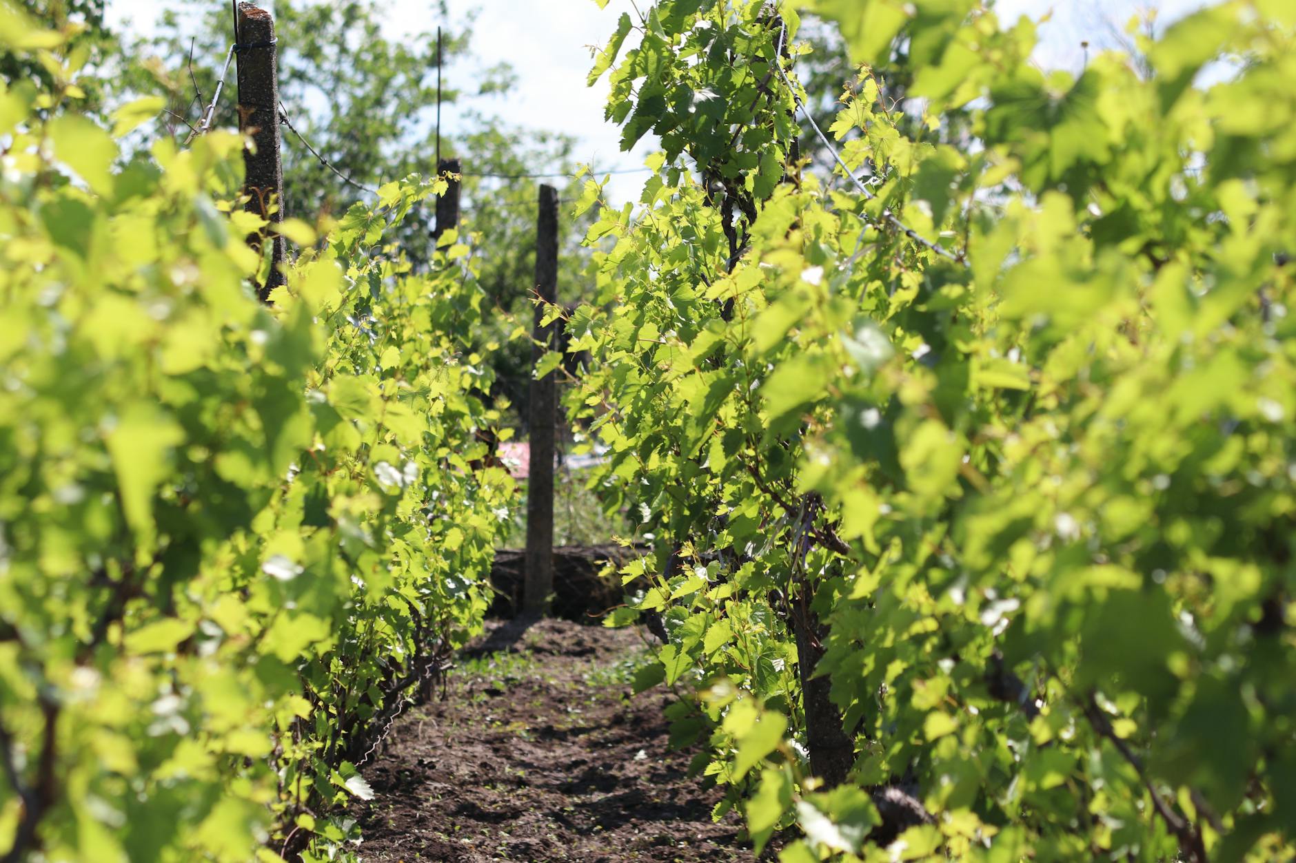 Vini dell'Oltrepò Pavese: vitigni, cantine da visitare e quale bottiglia comprare