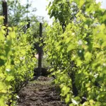 Vini dell'Oltrepò Pavese: vitigni, cantine da visitare e quale bottiglia comprare