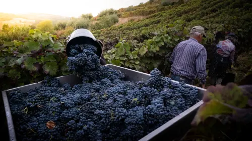 Vendemmia Oltrepò Pavese: lavoro stagionale