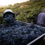Vendemmia Oltrepò Pavese: lavoro stagionale