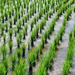 Risaie Lomellina: quando e dove vederle allagate