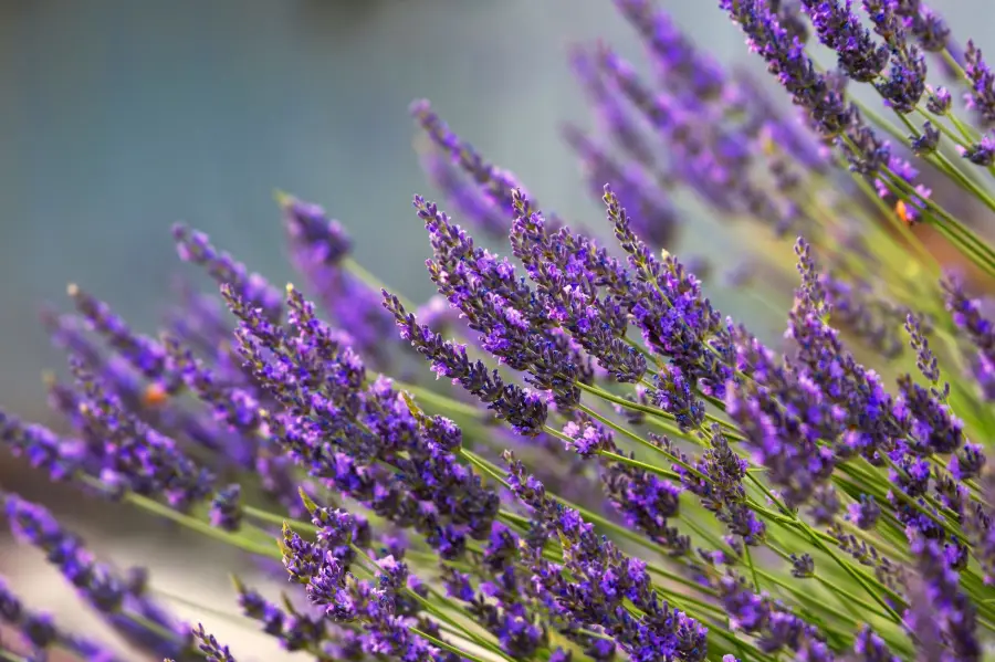 Campi di lavanda Pavia: luoghi e fioritura 2026