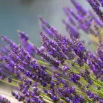 Campi di lavanda Pavia: luoghi e consigli per vedere la fioritura