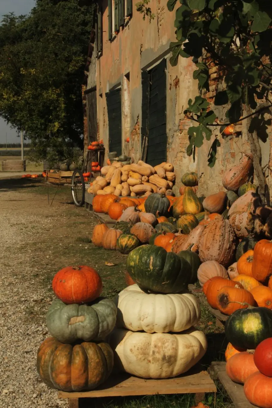 Sagre autunnali in provincia di Pavia 2026